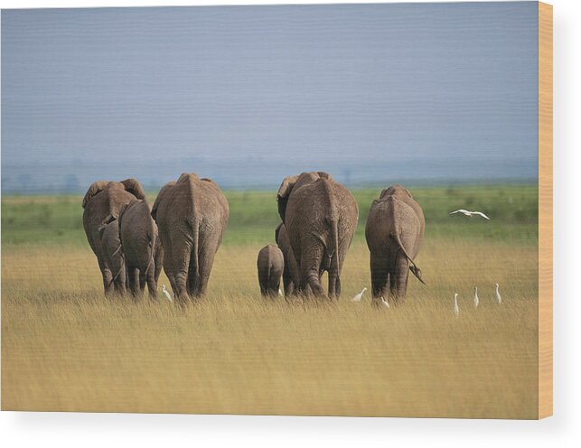 Scenics Wood Print featuring the photograph Elephants Loxodonta Africana Walking by Art Wolfe