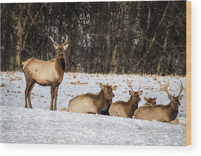 Animal Wood Print featuring the photograph Elk by Bill Chizek