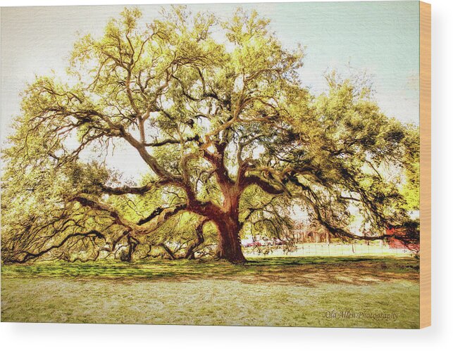 Emancipation Tree Wood Print featuring the photograph Emancipation Oak by Ola Allen
