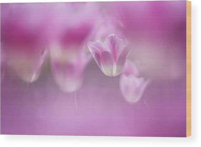 Tulip Wood Print featuring the photograph Enchanted Tulips by Takashi Suzuki