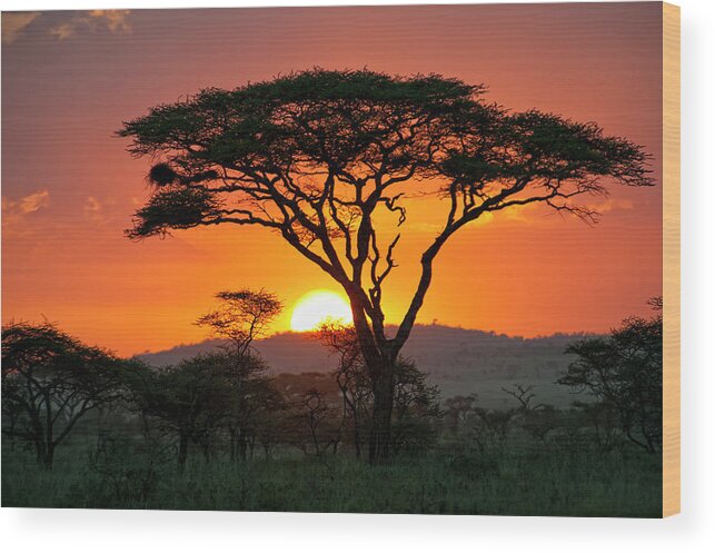 Scenics Wood Print featuring the photograph End Of A Safari-day In The Serengeti by Guenterguni