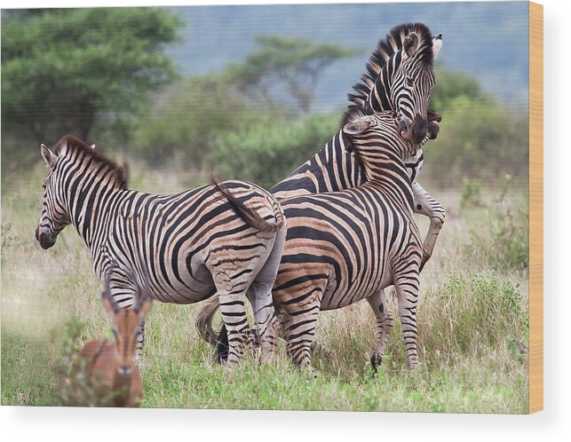 Plains Zebra Wood Print featuring the photograph Equus Quagga by © Willie Van Schalkwyk