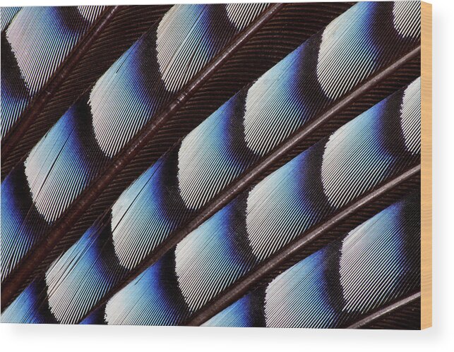 Black Color Wood Print featuring the photograph Eurasian Jay Wing Pattern by Darrell Gulin