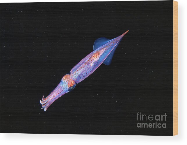 European Squid Wood Print featuring the photograph European Squid by Alexander Semenov/science Photo Library