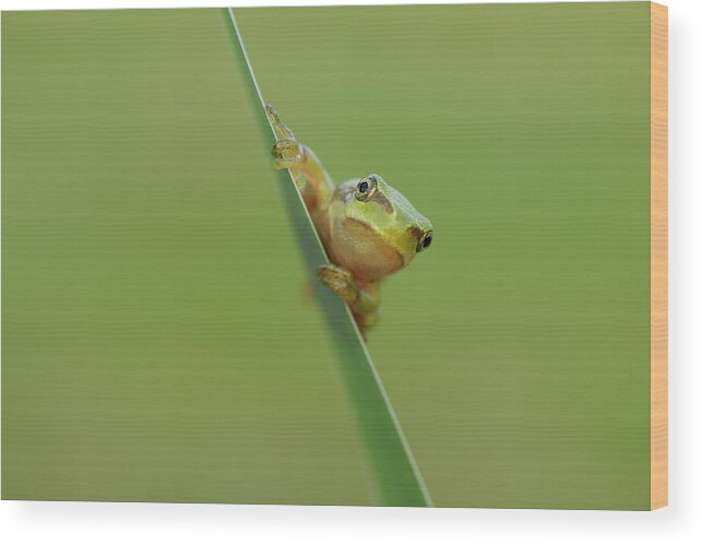 Animal Themes Wood Print featuring the photograph European Tree Frog Hyla Arborea by Martin Ruegner