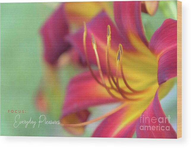 Flower Wood Print featuring the photograph Everyday Pleasures by Amy Dundon