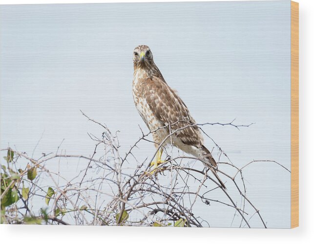 Debra Martz Wood Print featuring the photograph Eye to Eye With a Hawk by Debra Martz