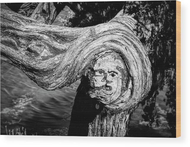 Photography Wood Print featuring the photograph Face Like Image On A Gnarled New by Panoramic Images