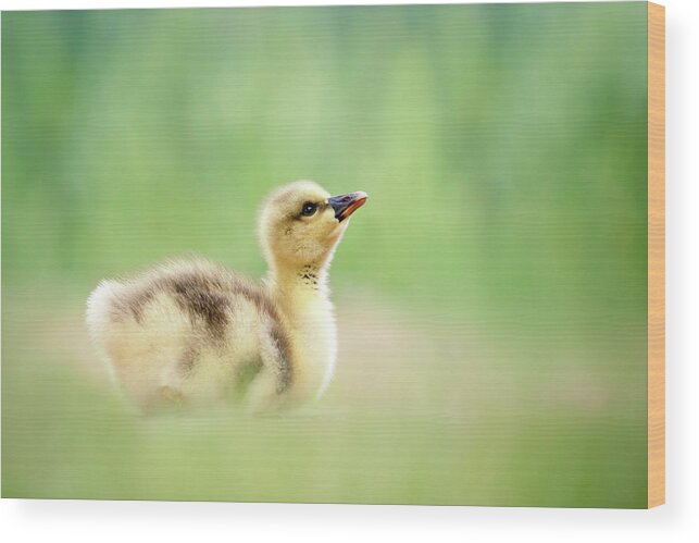 Gosling Wood Print featuring the photograph Facing a Brand New Future by Roeselien Raimond