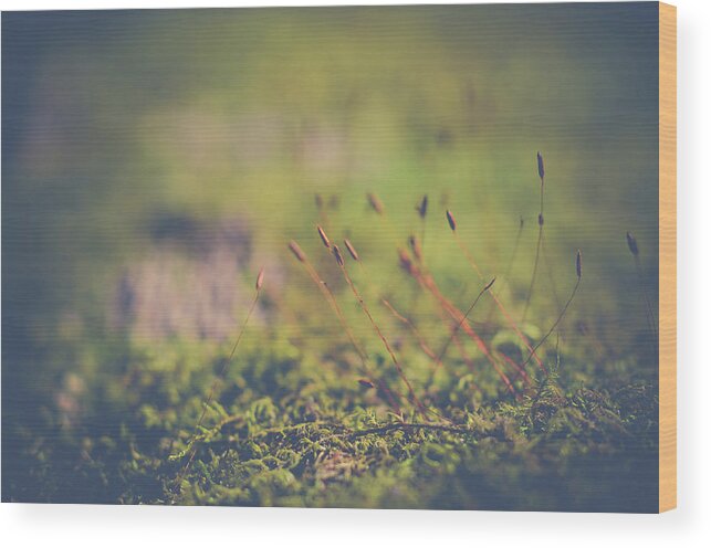 Macro Wood Print featuring the photograph Fairy Hunt by Michelle Wermuth