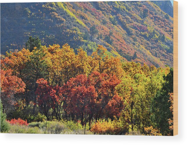 Colorado Wood Print featuring the photograph Fall Colors along Avalanche Creek Road by Ray Mathis