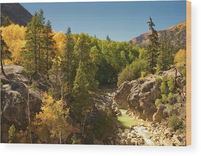 Fall Wood Print featuring the photograph Fall on Independence Pass by Kevin Schwalbe