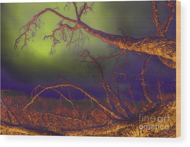 Tree Wood Print featuring the photograph Fallen Tree by Mike Eingle