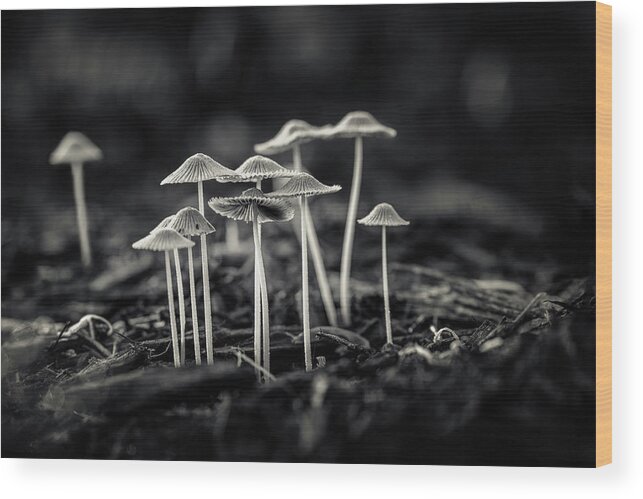 Art Wood Print featuring the photograph Fanciful Fungus-2 by Tom Mc Nemar