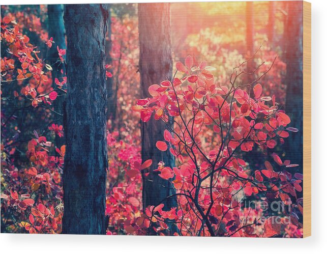 Magic Wood Print featuring the photograph Fantastic Forest With Cotinus by Creative Travel Projects