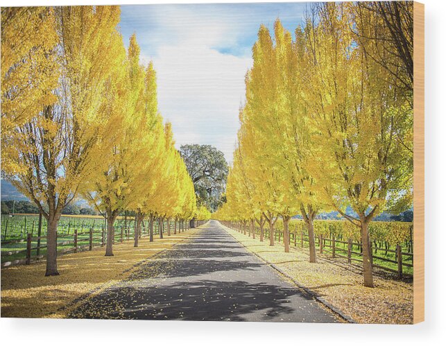 Far Niente Winery Wood Print featuring the photograph Far Niente Driveway by Aileen Savage