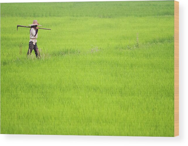 Straw Hat Wood Print featuring the photograph Farmer In The Rice Fields by Jean-claude Soboul