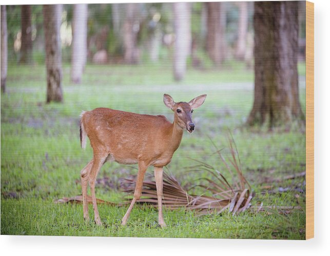 Nature Wood Print featuring the photograph Feeding Deer by Joe Leone