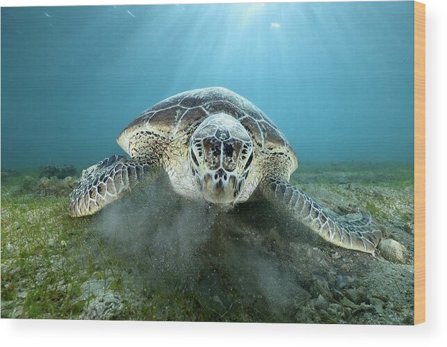 Green Turtle
Ocean
Lagoon
Underwater
Sealife
No People Wood Print featuring the photograph Feeding by Serge Melesan