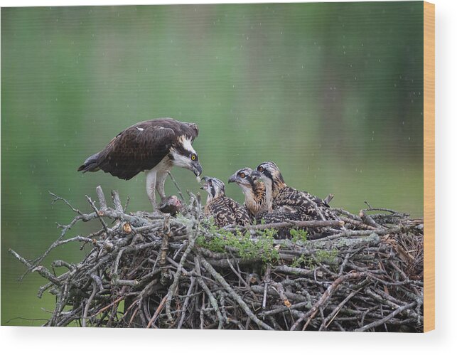 Osprey Wood Print featuring the photograph Feeding Time by Max Wang