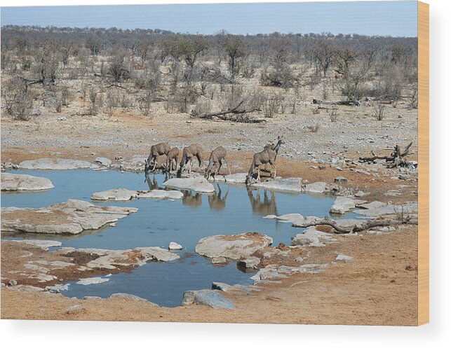 Risk Wood Print featuring the photograph Female Kudu Tragelaphus Drinking From A by Mike Copeland