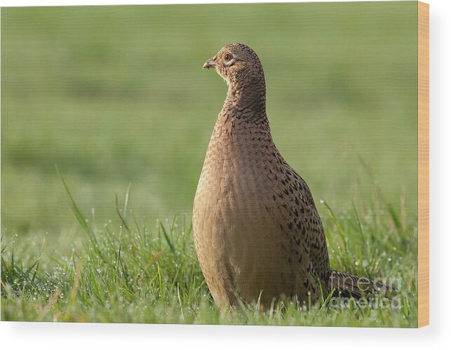 Norfolk Wood Print featuring the photograph Female pheasant close up on grass by Simon Bratt