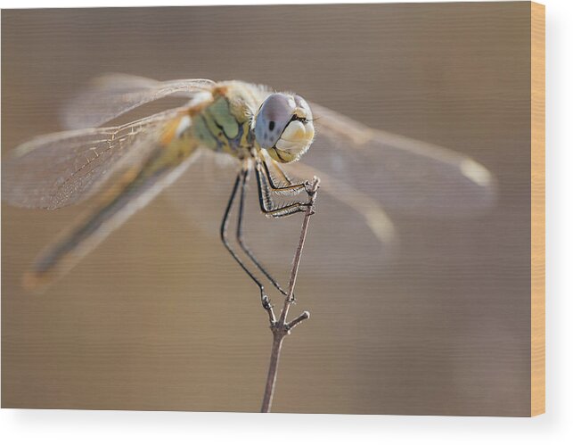 Greece Wood Print featuring the photograph Female Red-veined Darter by Stavros Markopoulos