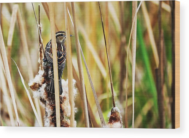 Red-winged Blackbird Wood Print featuring the photograph Female Red-Winged Blackbird by Jerry Connally
