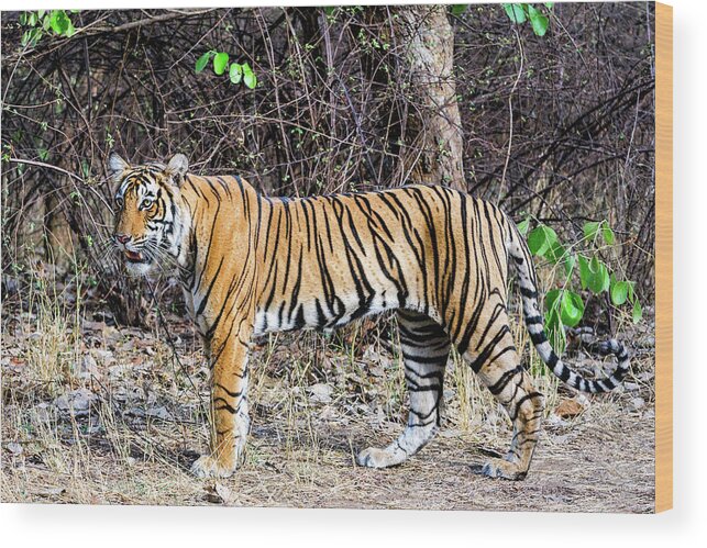 Ranthambore National Park Wood Print featuring the photograph Female Tiger Cub by Copyright@jgovindaraj