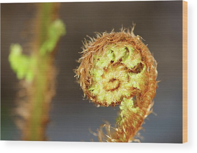 Curled Up Wood Print featuring the photograph Fern by Ra-photos