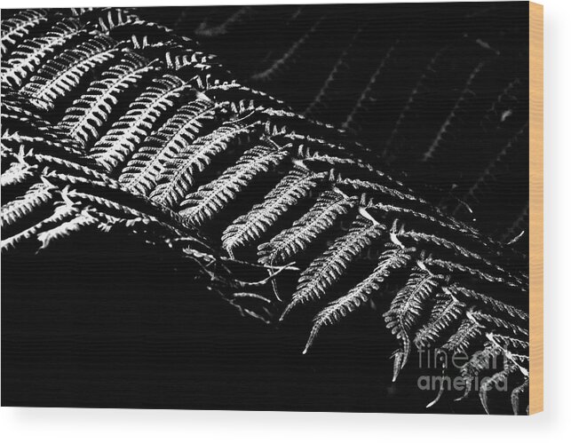 Plant Black And White Wood Print featuring the photograph Ferntastic by Darcy Dietrich
