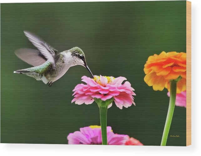 Hummingbird Wood Print featuring the photograph Few And Far Between by Christina Rollo