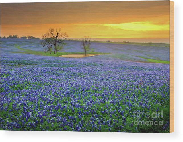 Texas Bluebonnets Wood Print featuring the photograph Field of Dreams Texas Sunset - Texas Bluebonnet wildflowers landscape flowers by Jon Holiday