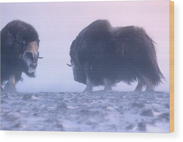 Bison Wood Print featuring the photograph Fight by Sebastian Mastahac