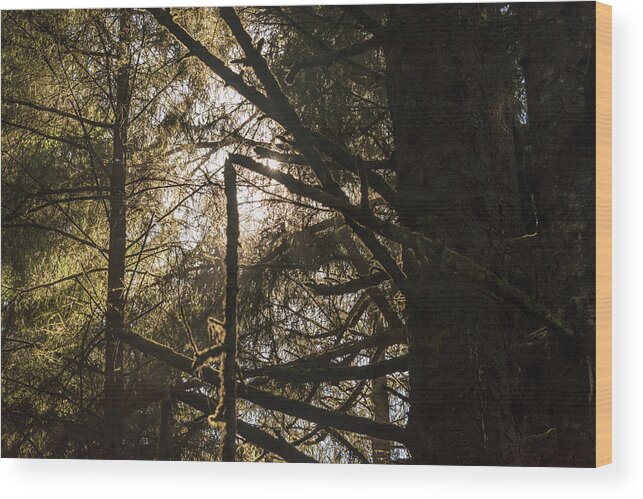 Sunlight Wood Print featuring the photograph Filtered by Kristopher Schoenleber