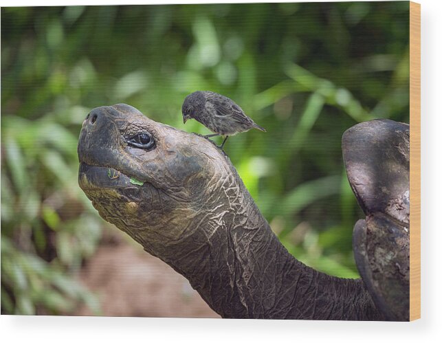 Animal Wood Print featuring the photograph Finch Grooming Giant Tortoise by Tui De Roy