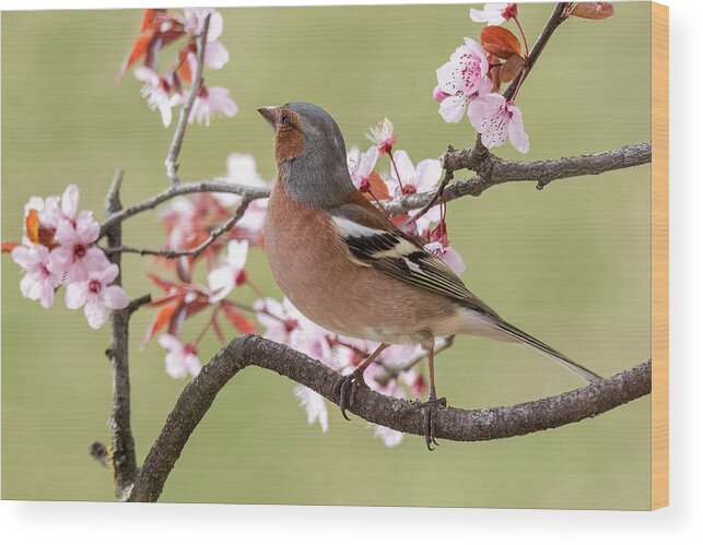 Finch
Animals
Nature
Flowers
Colors
Wild
Bird Wood Print featuring the photograph Finch by Marco Galimberti