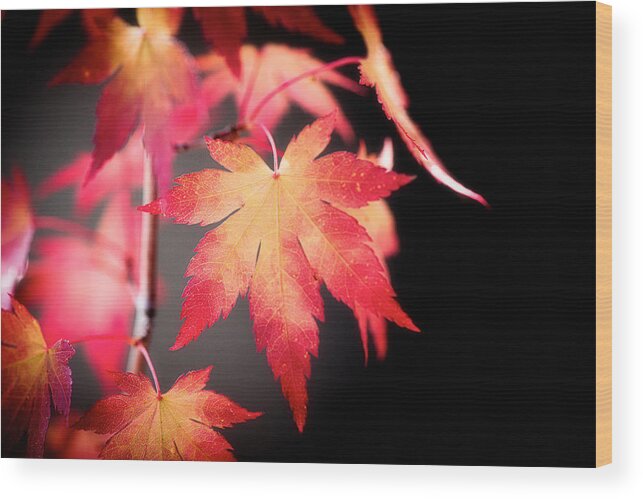 Autumn Wood Print featuring the photograph Fire Leaves by Philippe Sainte-Laudy