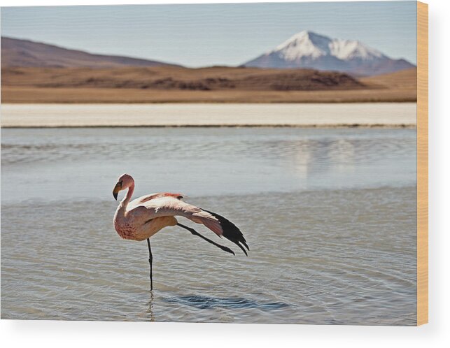 Tranquility Wood Print featuring the photograph Flamingo In Water With Mountain Behind by James Morgan