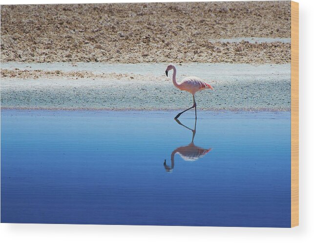 Tranquility Wood Print featuring the photograph Flamingo by Macnuel