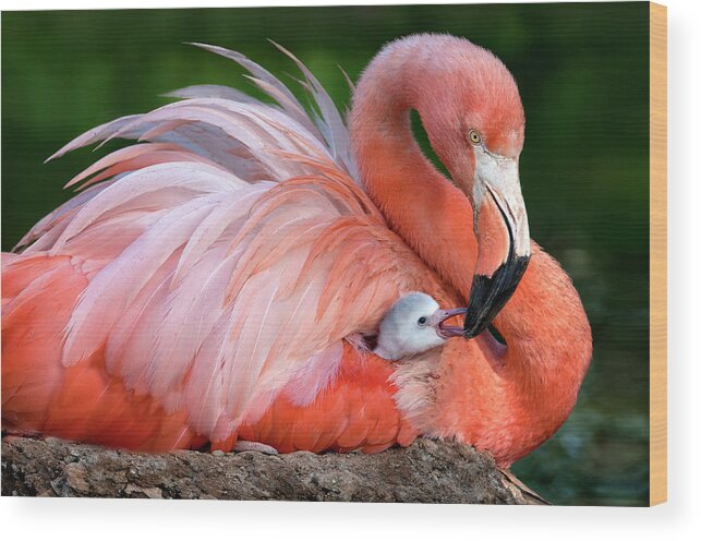 Flamingo Wood Print featuring the photograph Flamingo Mom With Her Chick by Xavier Ortega