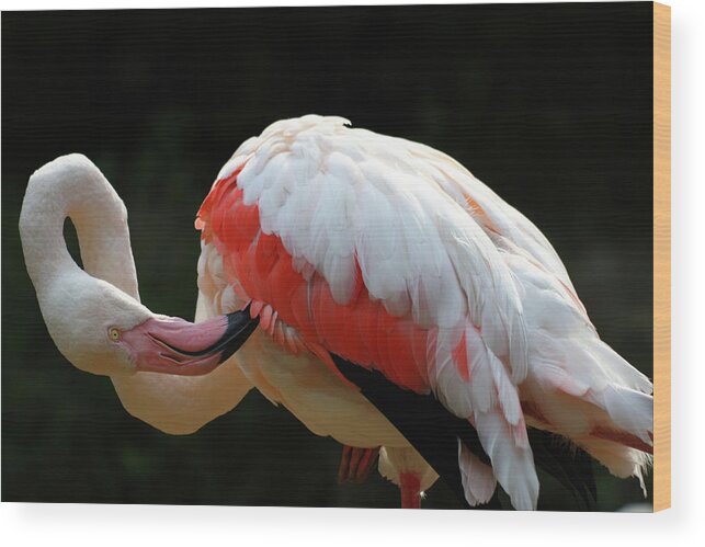 One Animal Wood Print featuring the photograph Flamingo by Toolx