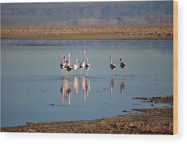 Animal Themes Wood Print featuring the photograph Flamingos Reflecting In Lagoon by Oliver J Davis Photography