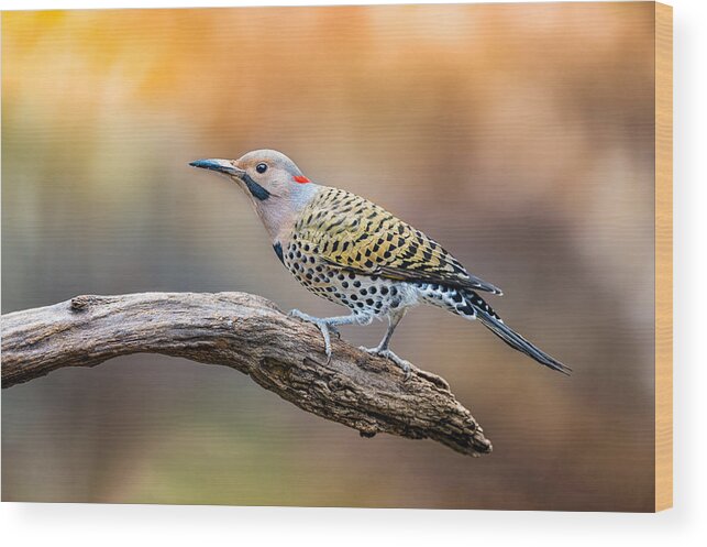 Flicker Wood Print featuring the photograph Flicker by Jeff Graham