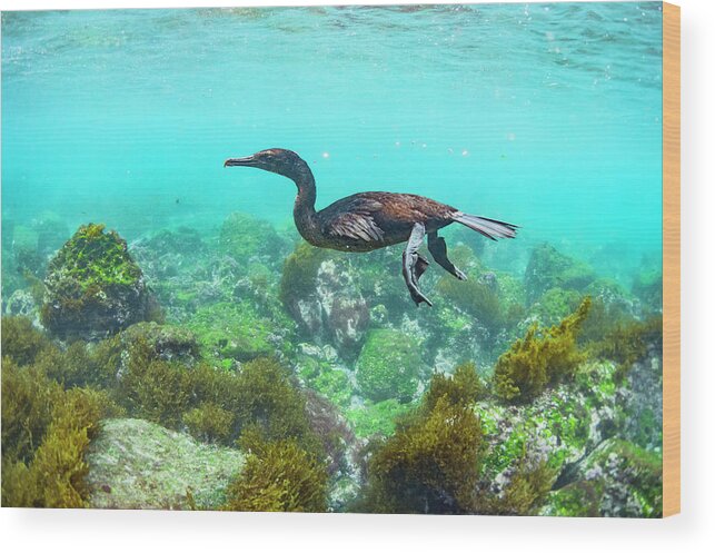 Animal Wood Print featuring the photograph Flightless Comorant Underwater by Tui De Roy