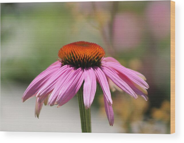 Summertime Wood Print featuring the photograph Flirty Purple Coneflower by Colleen Cornelius