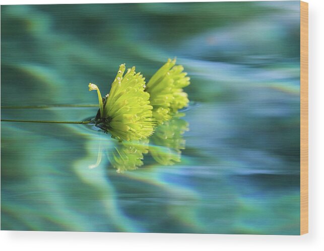 Arizona Wood Print featuring the photograph Floating Daisies 1 by Dawn Richards