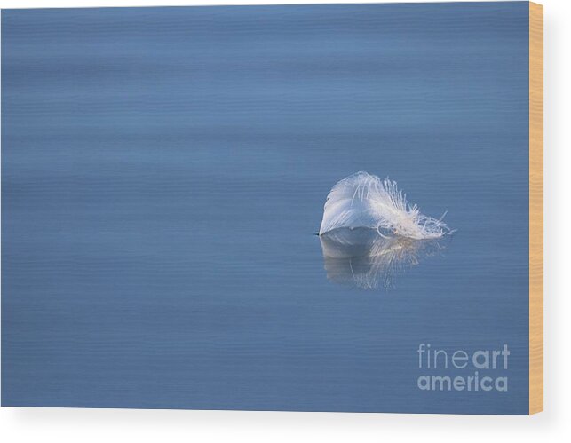 Minimalism Wood Print featuring the photograph Floating White Delicate Feather by Sandra Huston