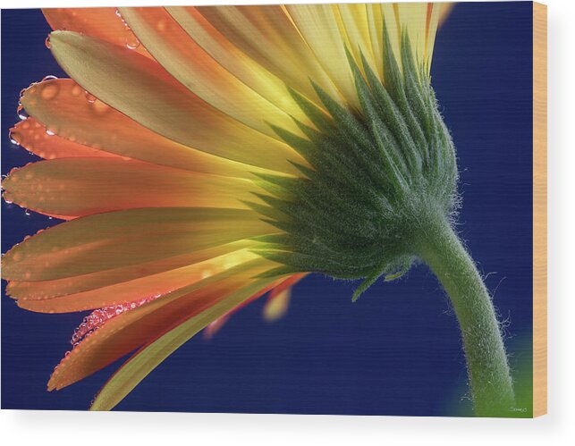 Flower-2018.14 Wood Print featuring the photograph Flower-2018.14 by Gordon Semmens