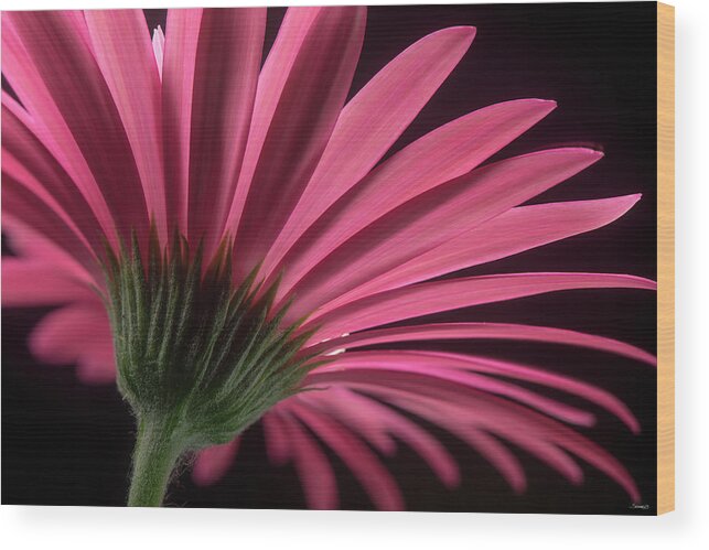 Flower-2018.18 Wood Print featuring the photograph Flower-2018.18 by Gordon Semmens